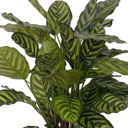 Calathea plant met 52 bladeren